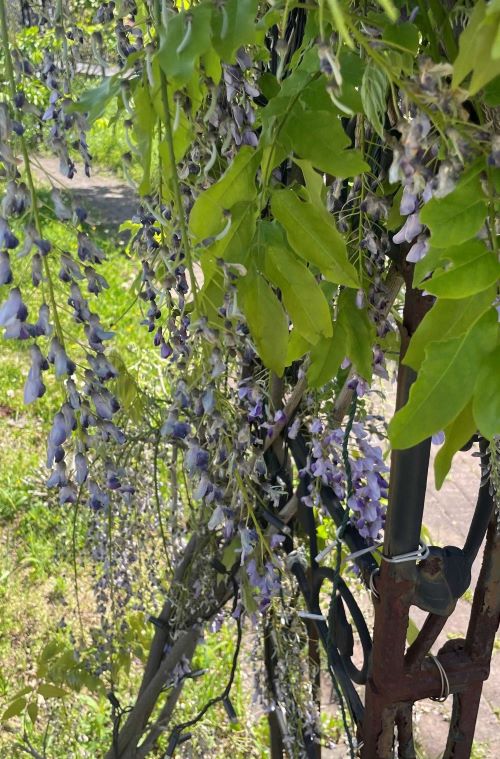 image_67231233.JPG