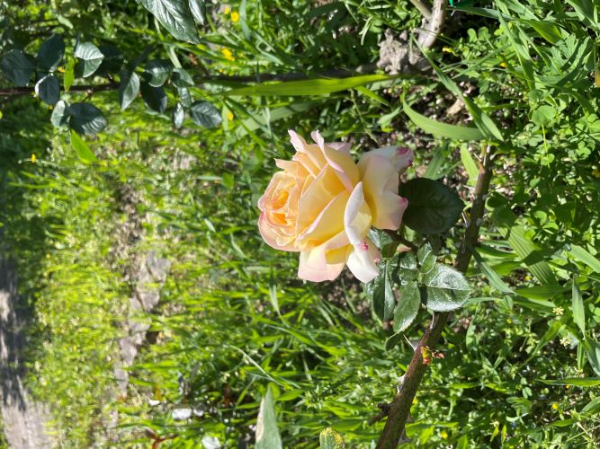 image_67538945.JPG